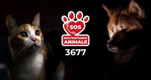 New number to report animal abuse in France 