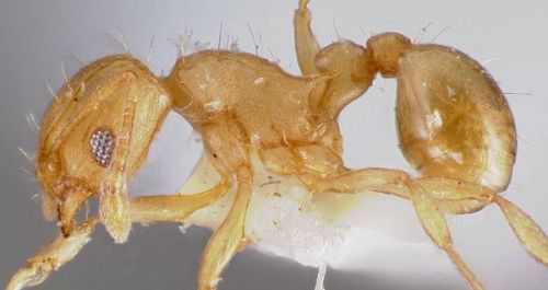Electric Ant