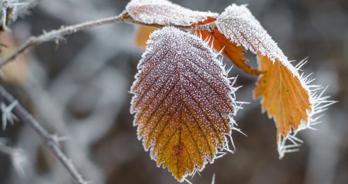 Last night was the coldest in April in France since 1947 
