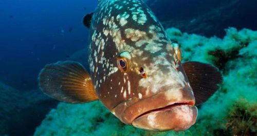 Saved Brown Grouper in Monaco