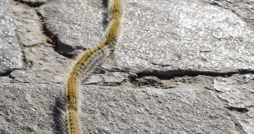 Pine processionary caterpillars are back 