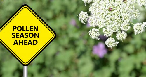 Pollen season 
