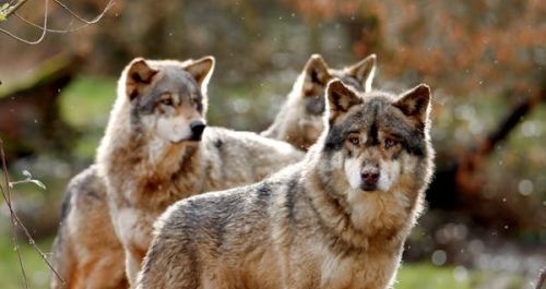 Michel Barnier Calls for Greater Culling Efforts Against Wolves 