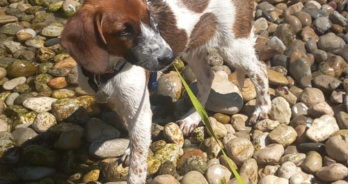 Woofer of the Week 